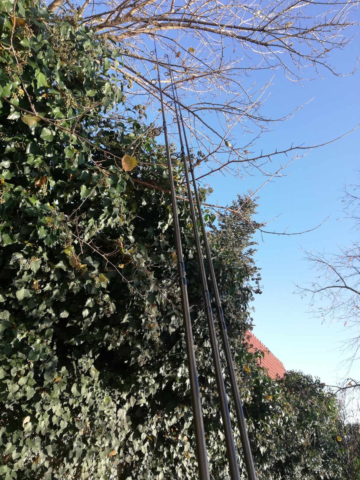 lansete shimano beast master 3,9 - IMG20201201103846.jpg